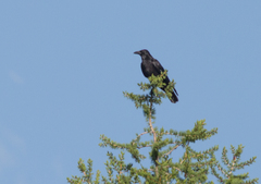 Corvus corone orientalis