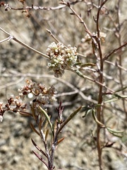 Eriogonum microtheca simpsonii