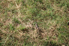 Sceloporus spinosus