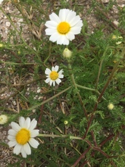 Matricaria