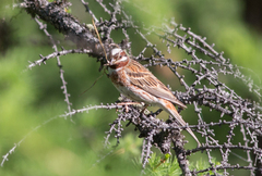 Emberiza leucocephalos