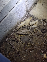 Trimorphodon lyrophanes