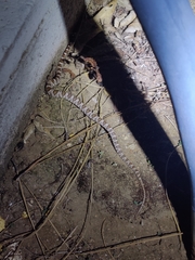 Trimorphodon lyrophanes