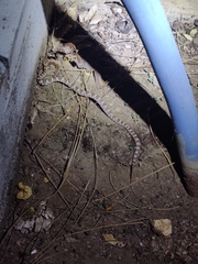 Trimorphodon lyrophanes