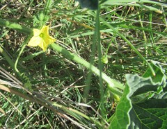 Cucumis melo
