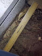 Trimorphodon lyrophanes