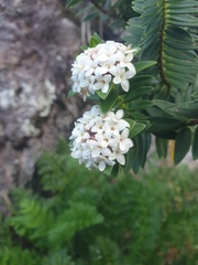 Pimelea