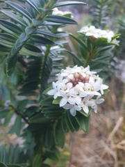 Pimelea