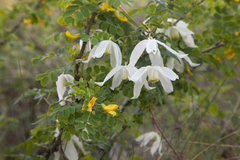 Clematis alpina sibirica