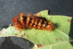 Acronicta longa