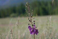Verbascum phoeniceum