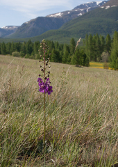 Verbascum phoeniceum