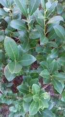 Ilex dumosa