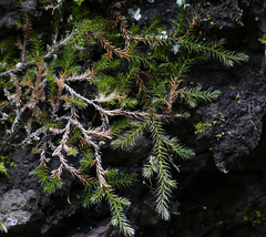 Selaginella underwoodii