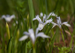 Iris ruthenica