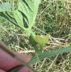 Cucumis melo