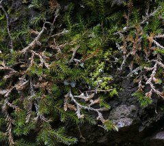 Selaginella underwoodii