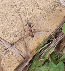 Myrmecia nigrocincta