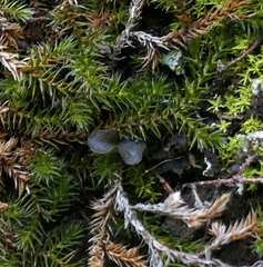 Selaginella underwoodii