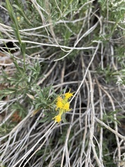 Chrysothamnus depressus