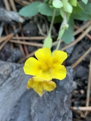 Erythranthe moschata