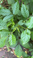 Bischofia javanica