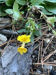 Erythranthe moschata