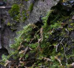 Selaginella underwoodii