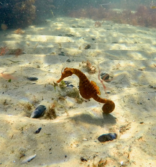 Hippocampus abdominalis