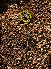 Gelastocoris oculatus