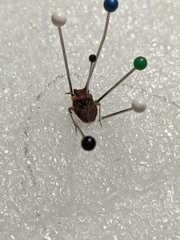 Gelastocoris oculatus