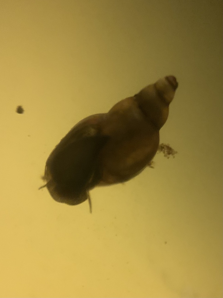 Bayou Physa