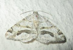 Chiasmia interrupta