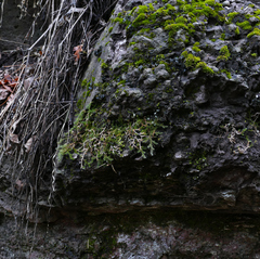 Selaginella underwoodii