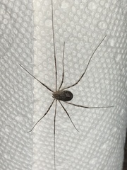 Phalangiinae