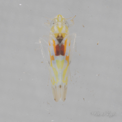 Erythroneura octonotata