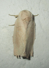 Philotherma rosa