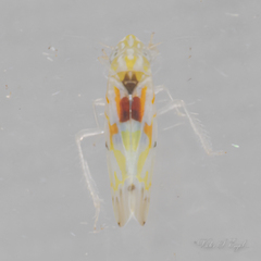 Erythroneura octonotata