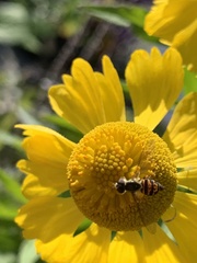 Toxomerus occidentalis