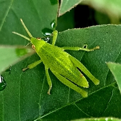 Sphenarium