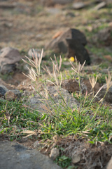 Chloris divaricata cynodontoides