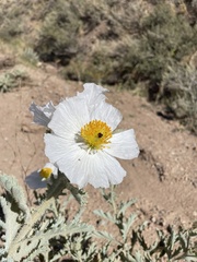 Argemone munita