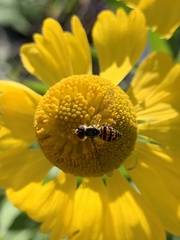 Toxomerus occidentalis