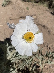 Argemone munita