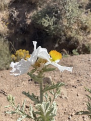 Argemone munita