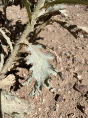 Argemone munita