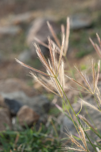 Chloris divaricata iNat (1)