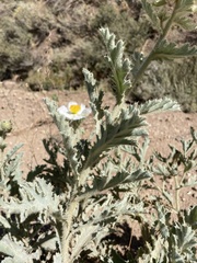 Argemone munita