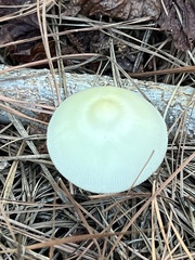 Leucocoprinus fragilissimus
