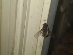 Bombyliidae